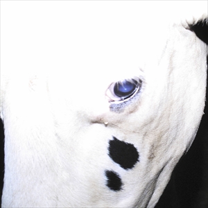 Silica Gel「南宮FEFERE」ジャケット