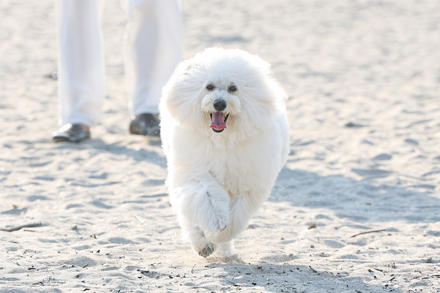 『初恋DOGs』思わず涙の“将軍”の名演の画像