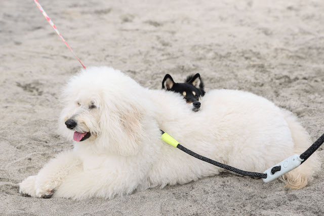 『初恋DOGs』思わず涙の“将軍”の名演の画像