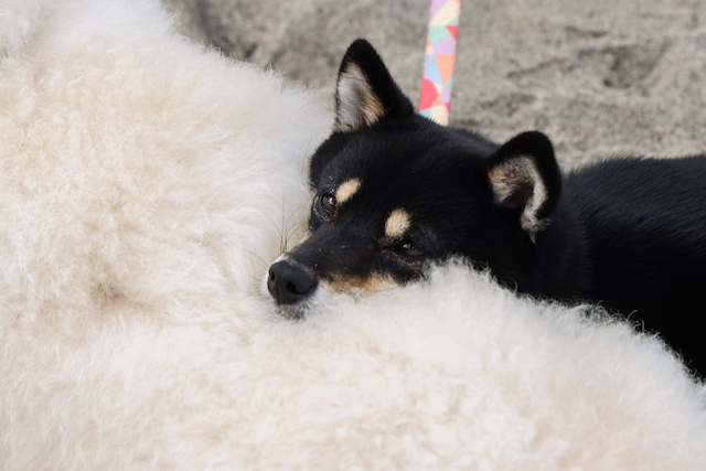 『初恋DOGs』思わず涙の“将軍”の名演の画像