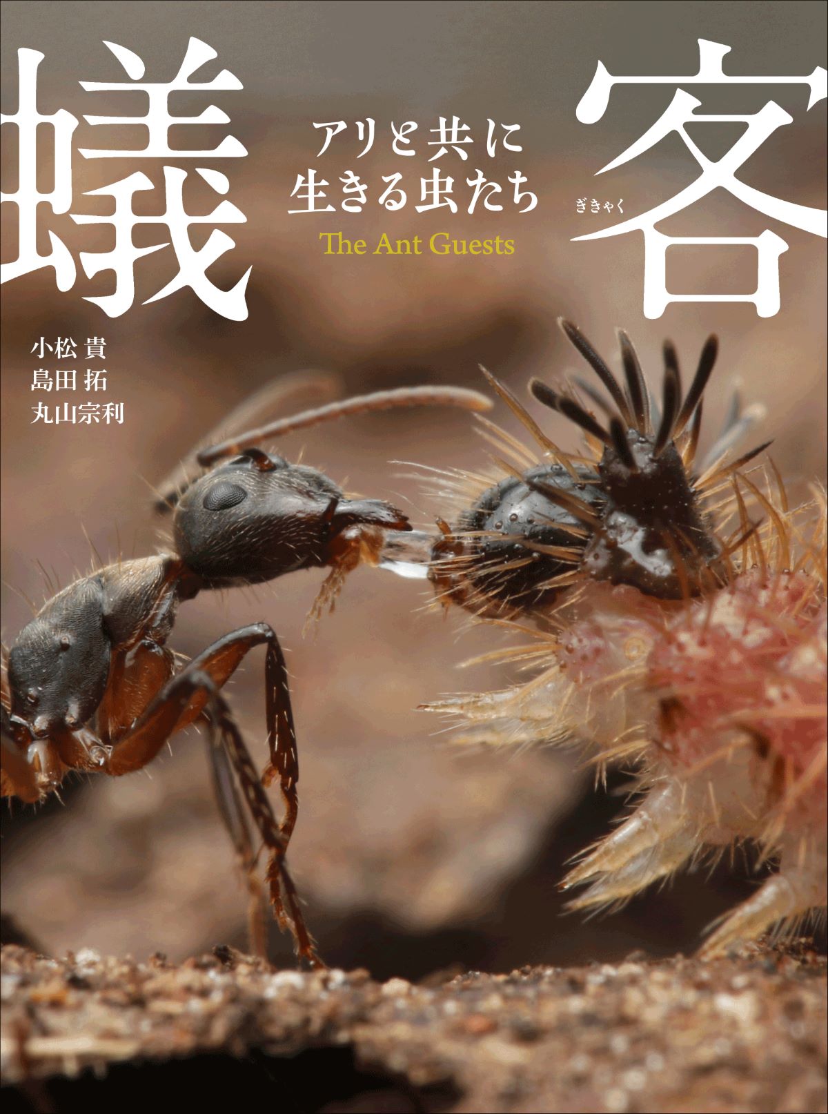 『蟻客 アリと共に生きる虫たち』の画像