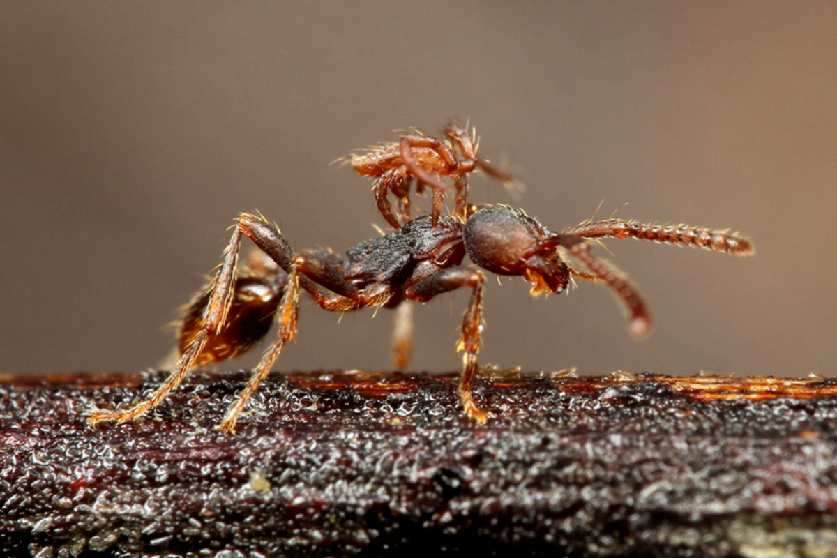 『蟻客 アリと共に生きる虫たち』の画像