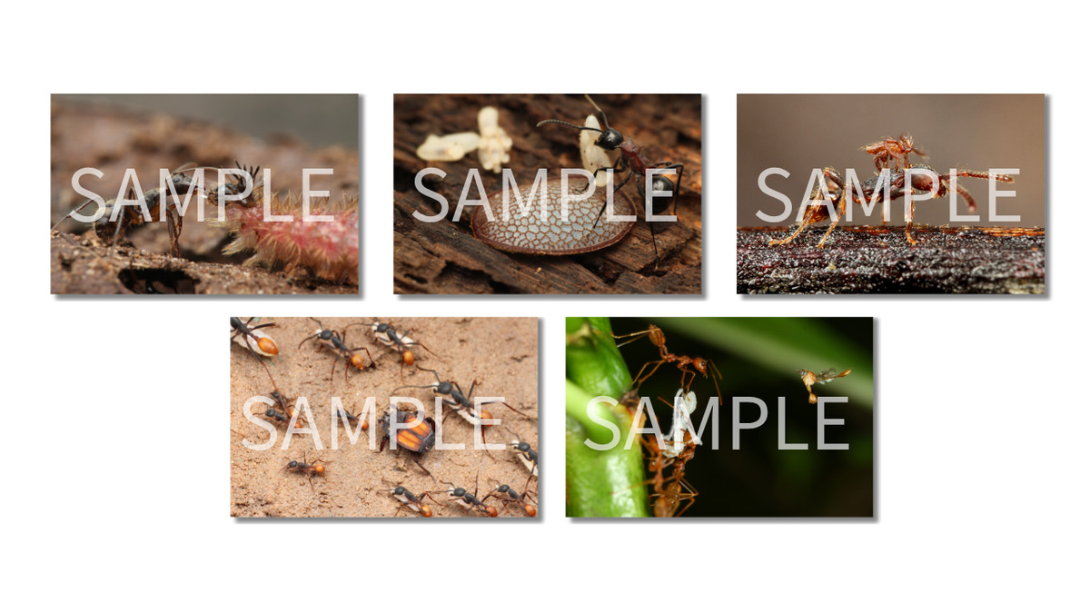 『蟻客 アリと共に生きる虫たち』の画像