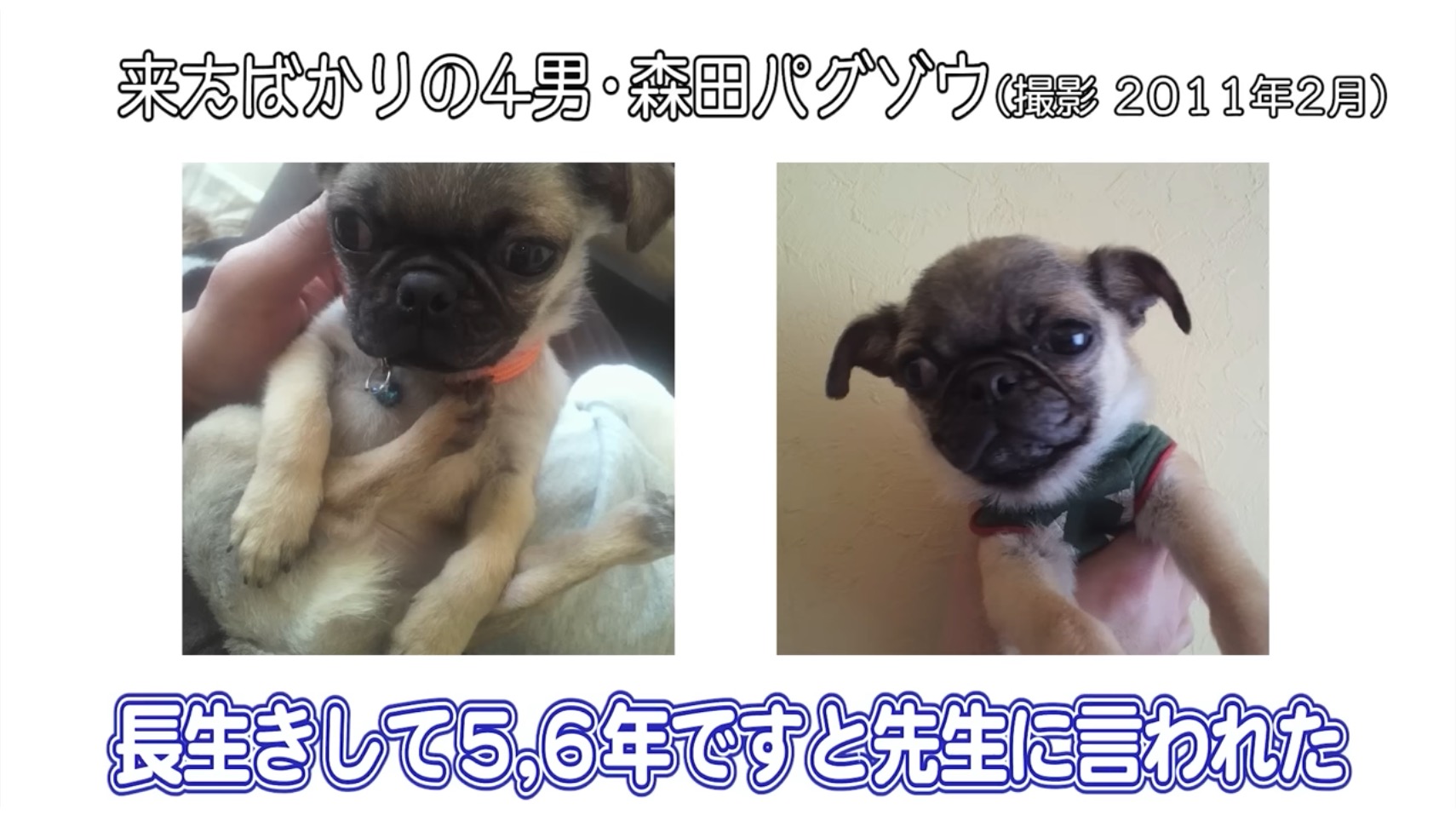 坂上忍の愛犬・パグゾウが永眠の画像