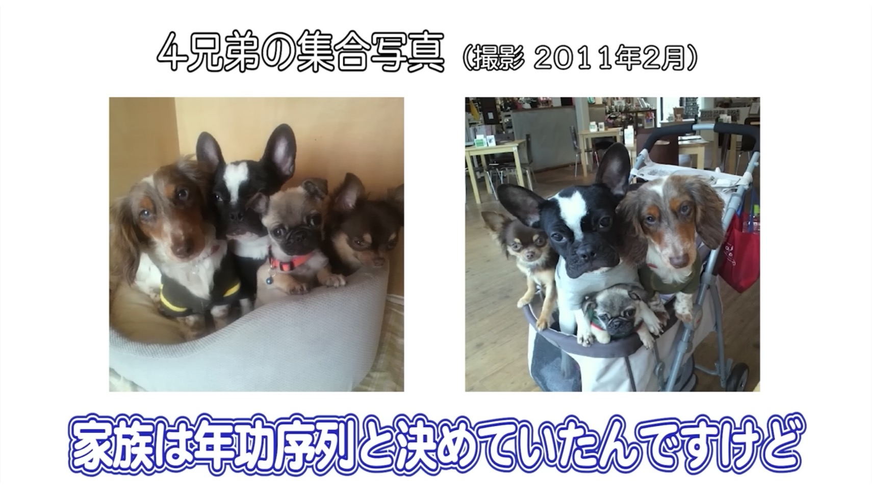 坂上忍の愛犬・パグゾウが永眠の画像