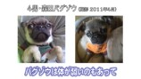 坂上忍の愛犬・パグゾウが永眠の画像
