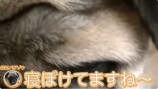 坂上忍の愛犬・パグゾウが永眠の画像