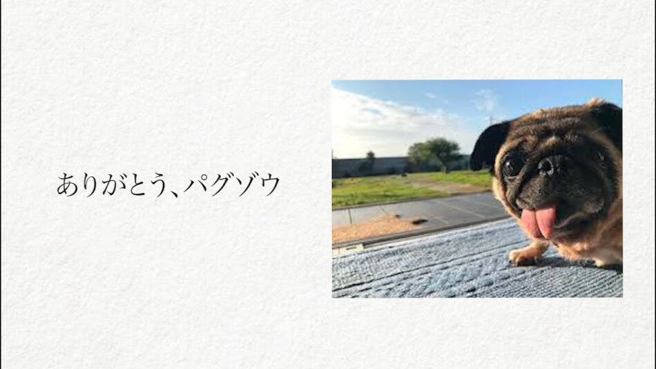 坂上忍の愛犬・パグゾウが永眠