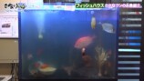 さかなクンのフィッシュハウス