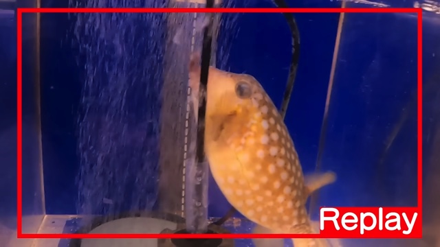 さかなクンのフィッシュハウス