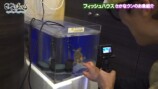 さかなクンのフィッシュハウス