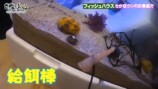 さかなクンのフィッシュハウス