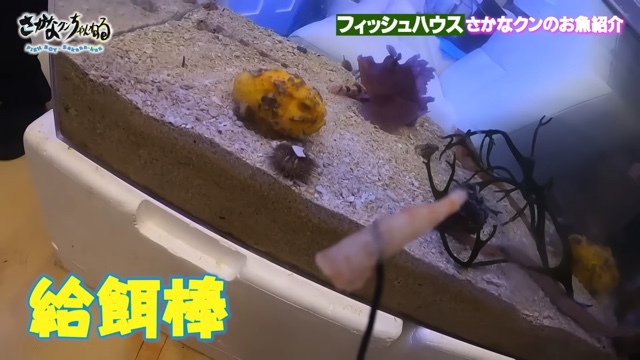さかなクンのフィッシュハウス