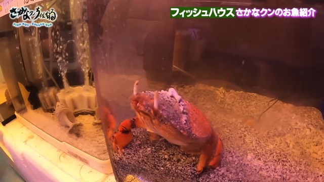 さかなクンのフィッシュハウス