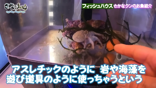 さかなクンのフィッシュハウス