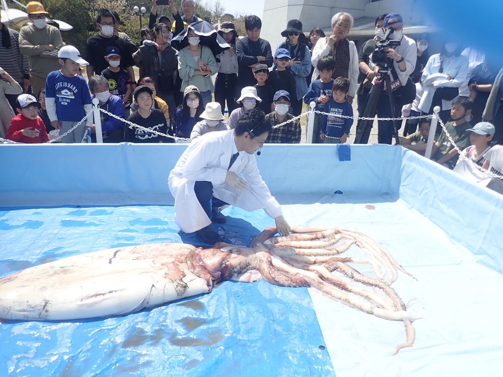 ココリコ田中が聞く、タコ・イカの不思議の画像