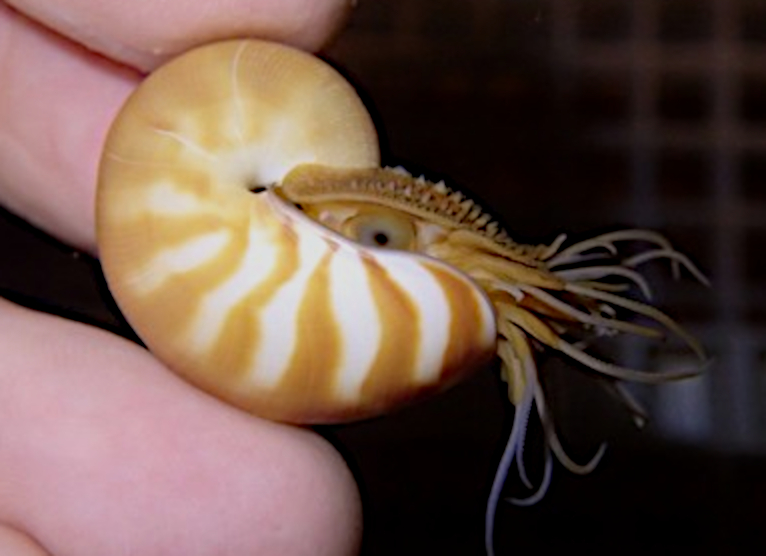 ココリコ田中が聞く、タコ・イカの不思議の画像