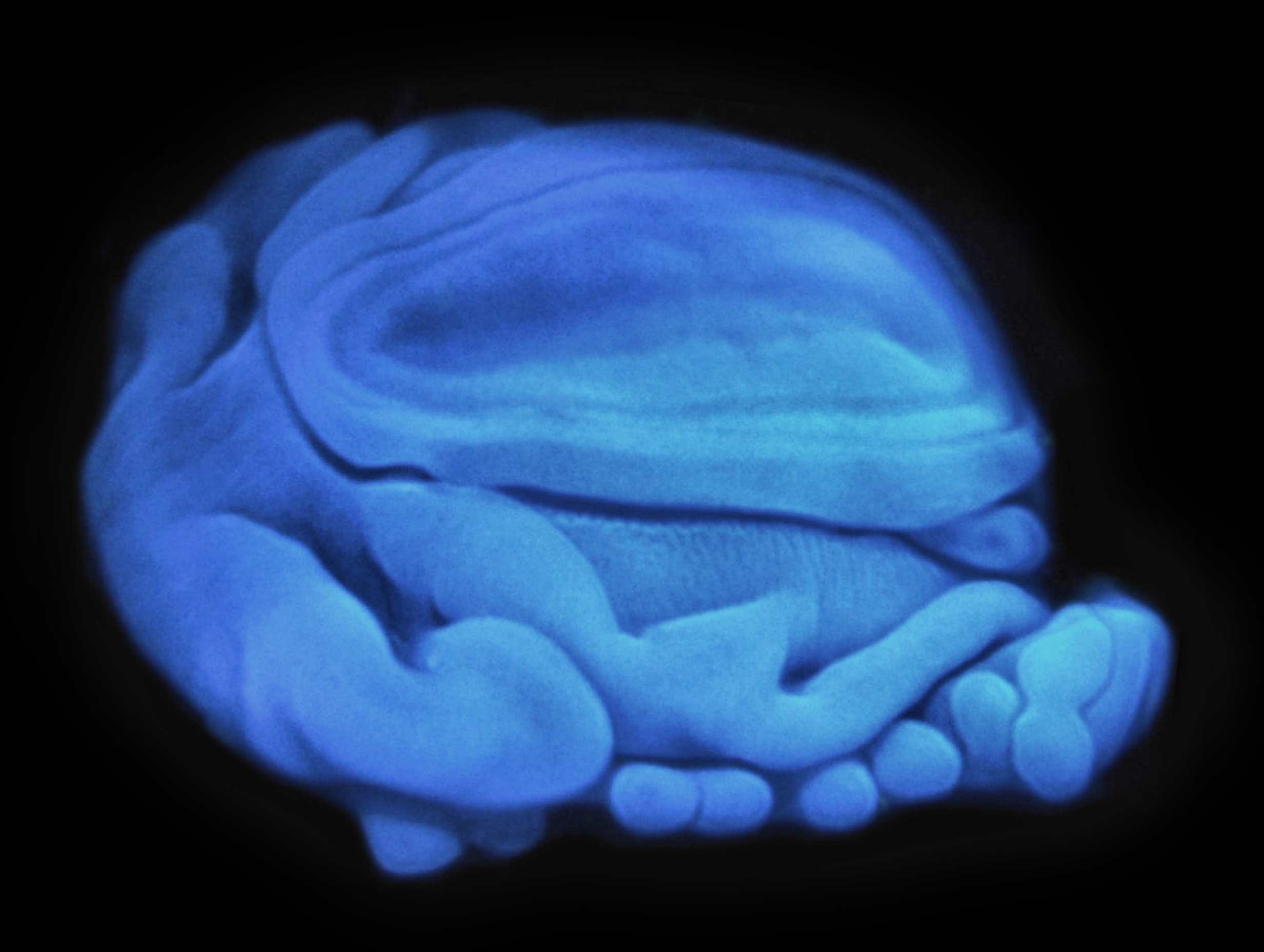 ココリコ田中が聞く、タコ・イカの不思議の画像