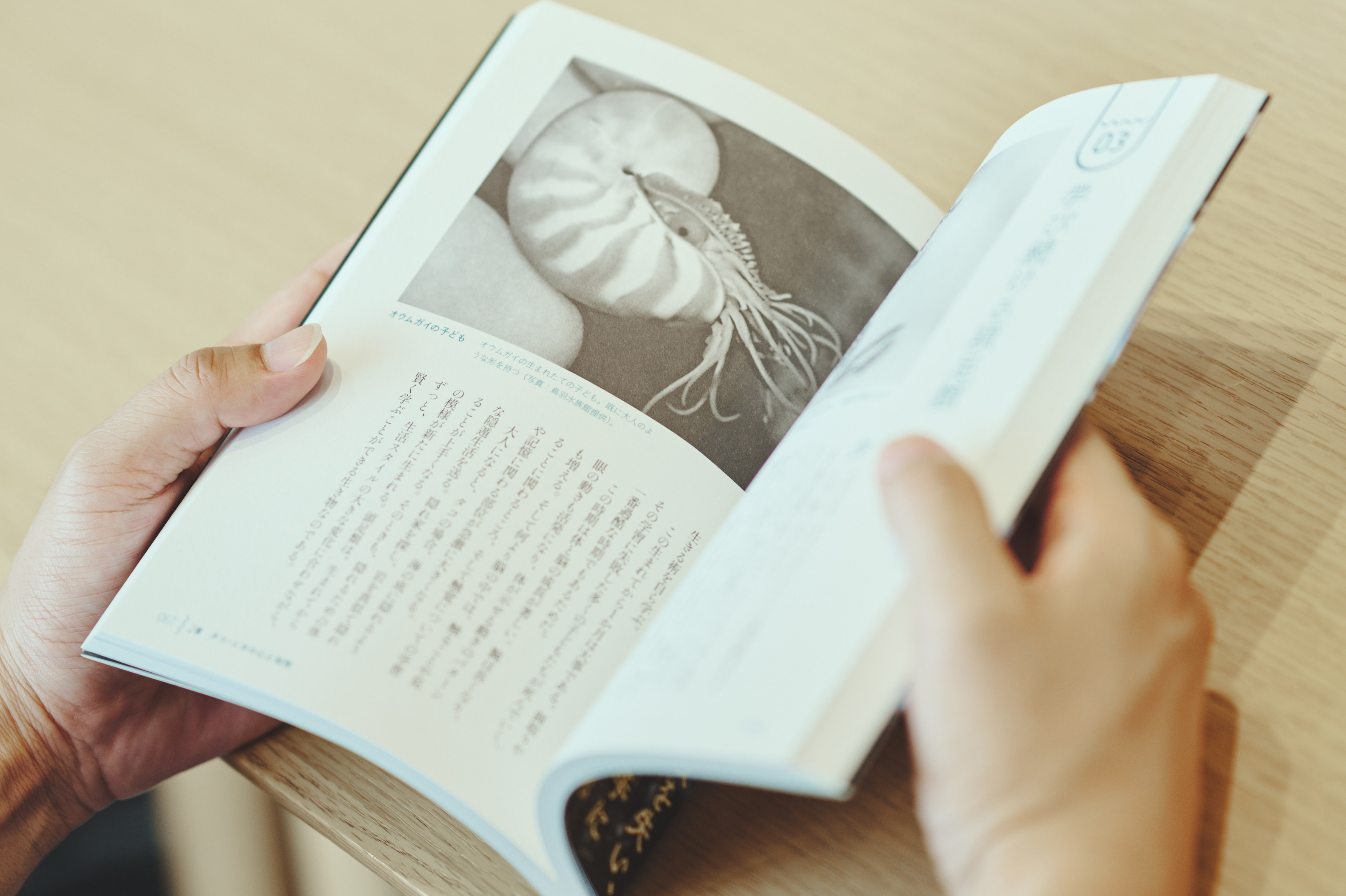 ココリコ田中が聞く、タコ・イカの不思議の画像