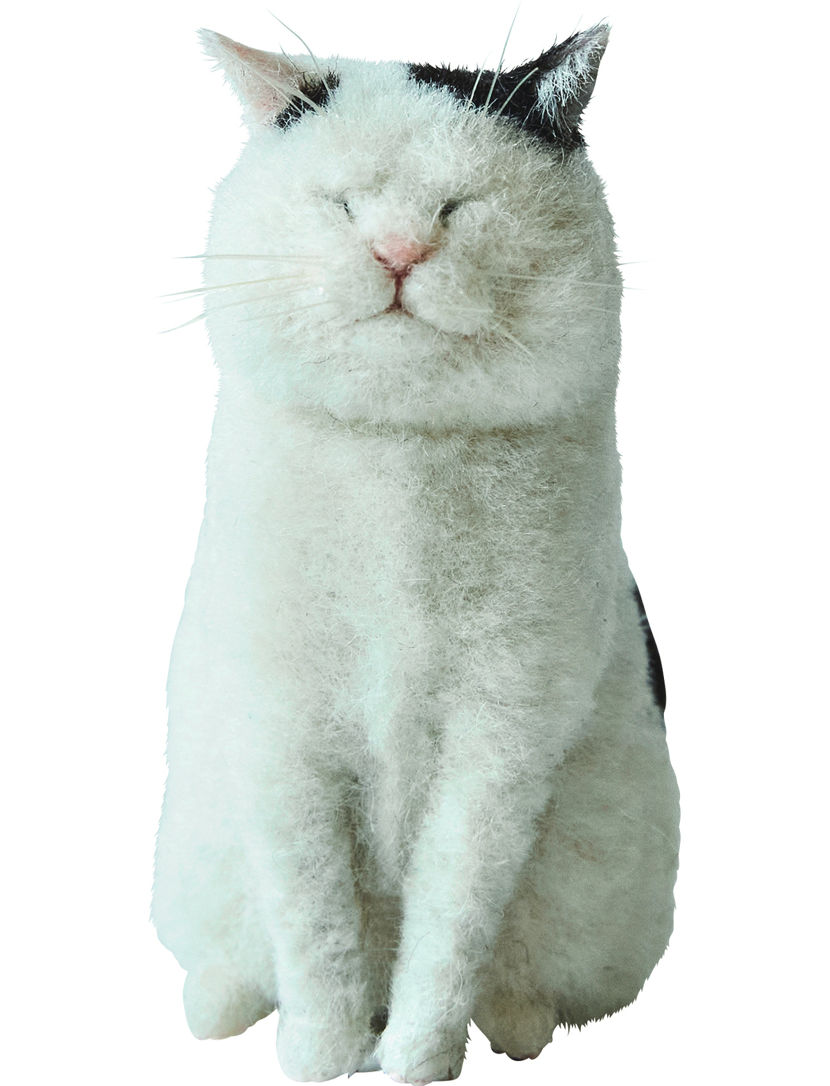 羊毛フェルト作家・MEBARUの作品集の画像