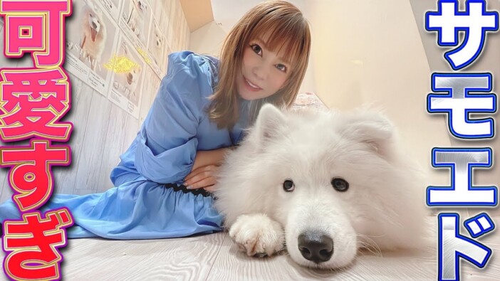 中川翔子、『サモエドカフェ』で大興奮