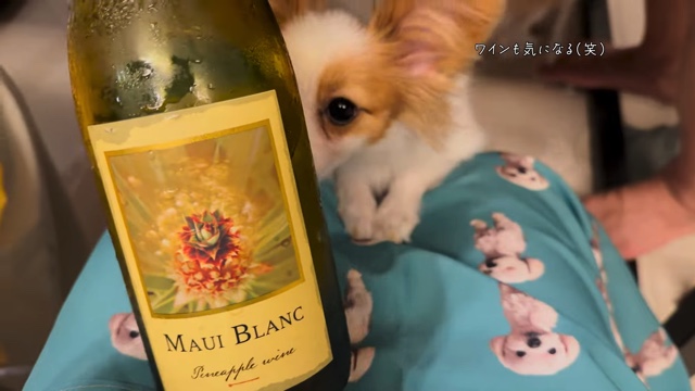 すっぴん姿を見せる川島海荷