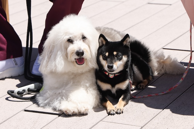 『初恋DOGs』第6話先行カットの画像