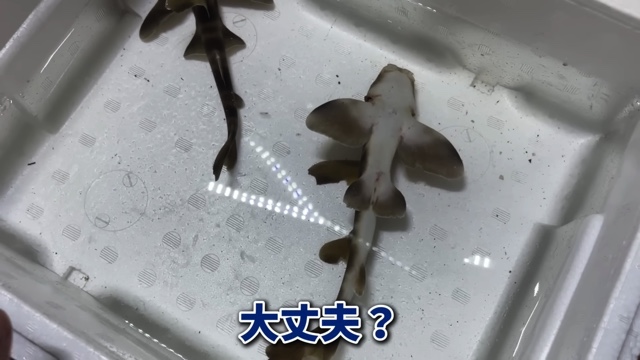 エマスちゃんねるがスーパーでいただいたというネコザメ