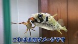 エマスちゃんねるがスーパーでいただいたというネコザメ