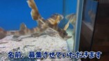 エマスちゃんねるがスーパーでいただいたというネコザメ