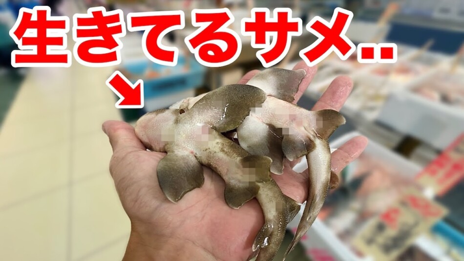 生き物系YouTuber、スーパーのサメ飼育