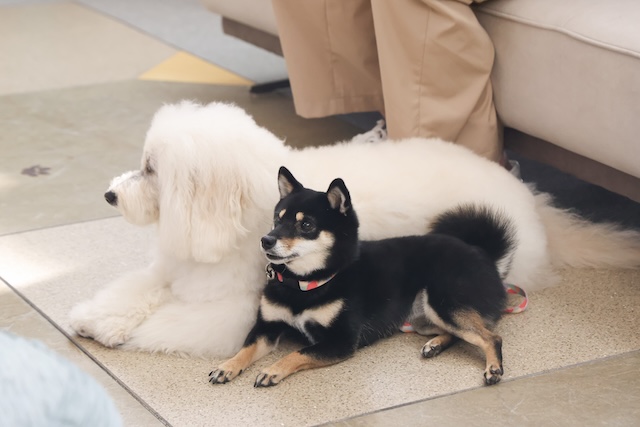 『初恋DOGs』第7話先行カットの画像