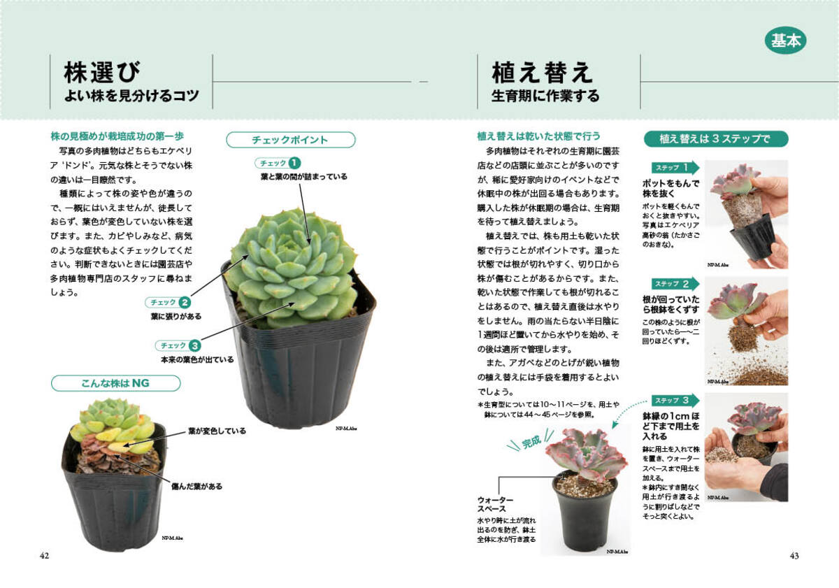 『NHK趣味の園芸　多肉植物』発売の画像