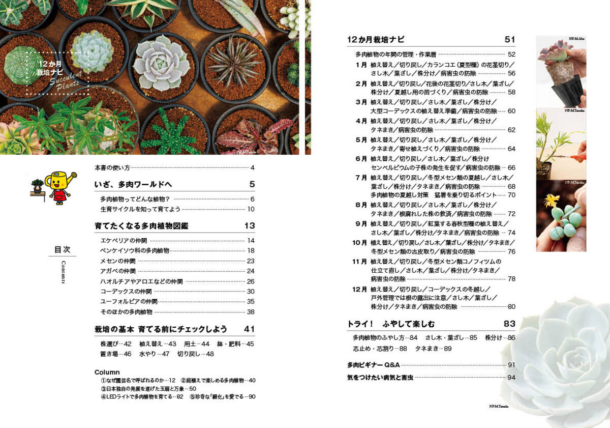 『NHK趣味の園芸　多肉植物』発売の画像