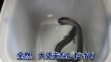 エマスちゃんねるが購入したウナギ
