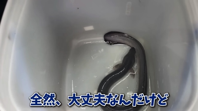エマスちゃんねるが購入したウナギ