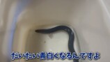 エマスちゃんねるが購入したウナギ