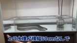エマスちゃんねるが購入したウナギ