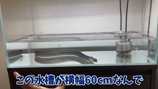 エマスちゃんねるが購入したウナギ