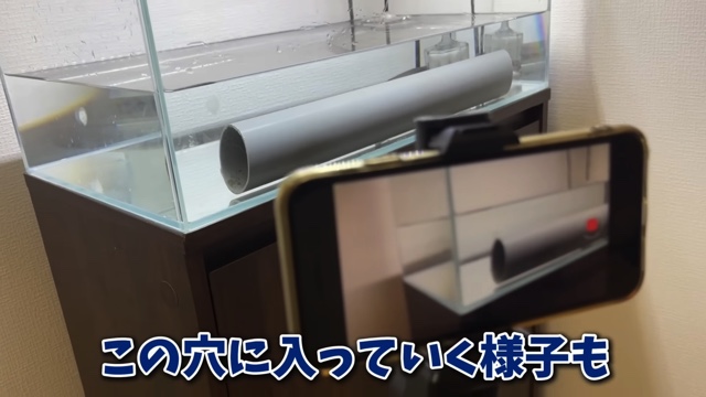 エマスちゃんねるが購入したウナギ