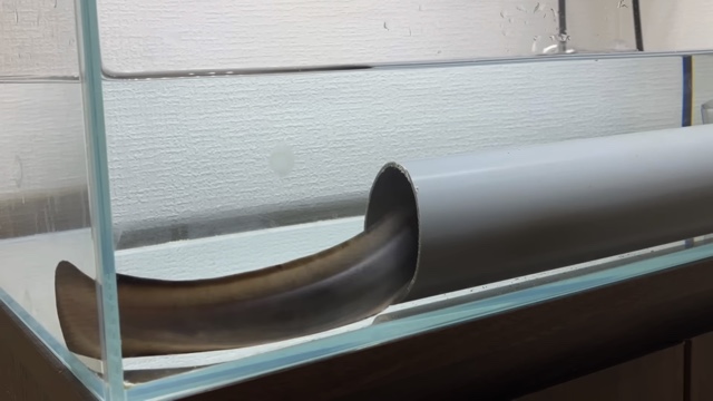 エマスちゃんねるが購入したウナギ