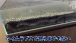 エマスちゃんねるが購入したウナギ