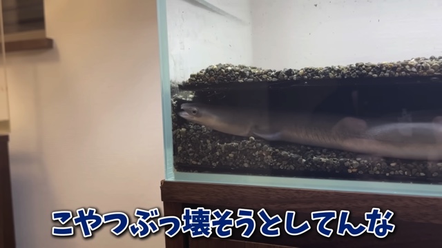 エマスちゃんねるが購入したウナギ