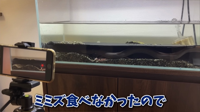 エマスちゃんねるが購入したウナギ