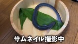 エマスちゃんねるが購入したウナギ