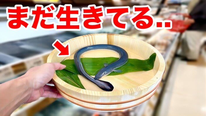 生き物系YouTuber、スーパーのウナギを飼育