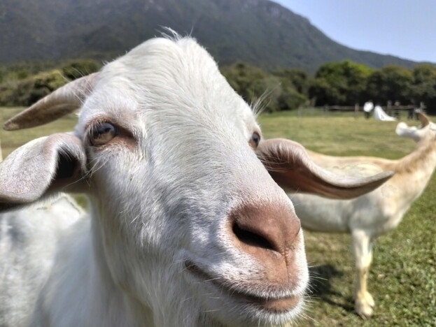 最大3,200万画素の高画素カメラを搭載、AI写真編集機能で理想の1枚