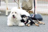 『初恋DOGs』わんこへの演技指導の裏側を聞くの画像