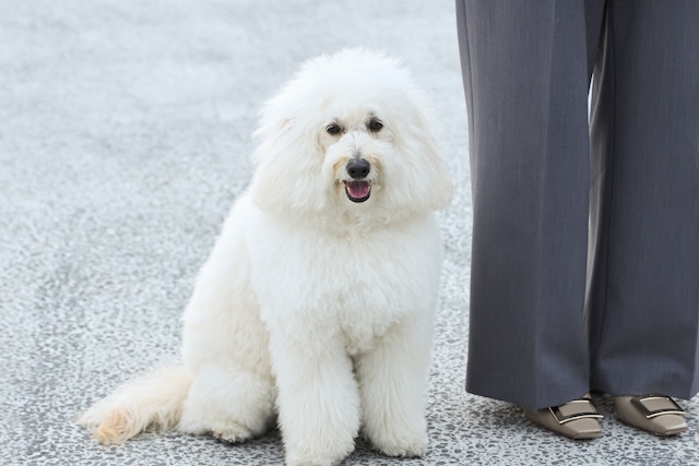 『初恋DOGs』わんこへの演技指導の裏側を聞くの画像