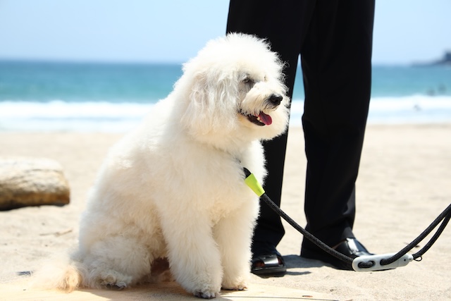 『初恋DOGs』わんこへの演技指導の裏側を聞くの画像